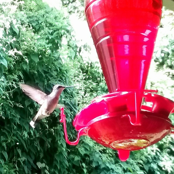 Meet your Posher, Julie Anne - Picture 5 of 8